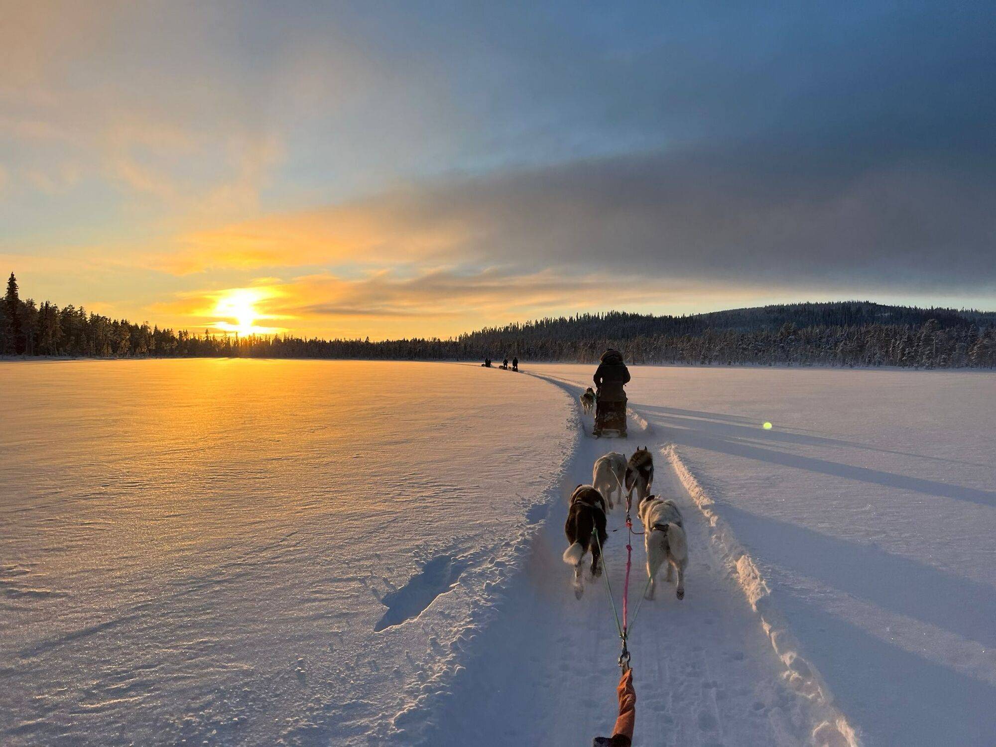 En Images. Retour de la neige et chiens de traîneaux, retrouvez les plus  belles photos de la Grande Odyssée